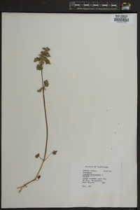 Lamium purpureum image