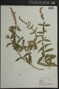 Mentha spicata image