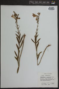 Physostegia virginiana image