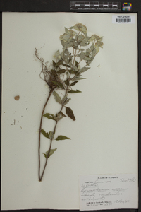 Pycnanthemum incanum image