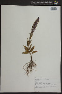 Salvia azurea image