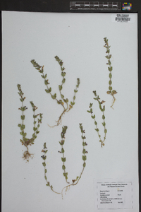 Scutellaria parvula image