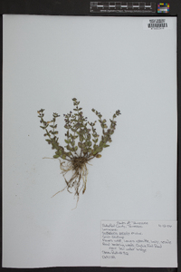 Scutellaria parvula image