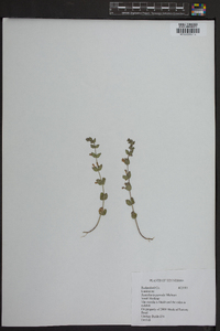 Scutellaria parvula image