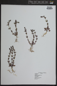 Scutellaria parvula image