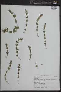 Scutellaria elliptica image