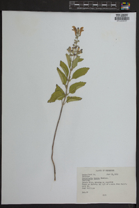 Scutellaria incana image