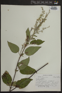 Scutellaria incana image