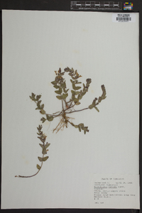 Scutellaria nervosa image