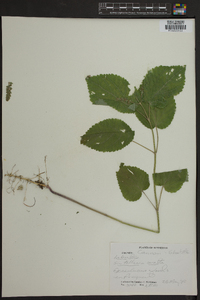 Scutellaria ovata image