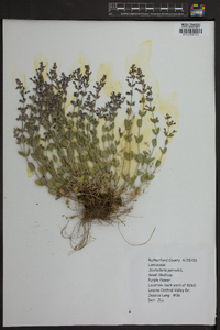 Scutellaria parvula image