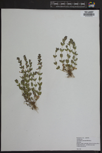 Scutellaria parvula image