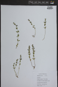 Scutellaria parvula image