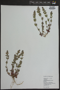 Scutellaria parvula image