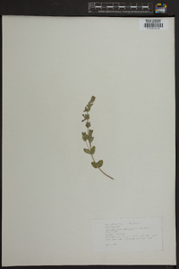 Scutellaria parvula image