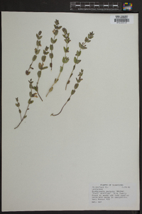 Scutellaria parvula image