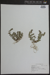 Scutellaria parvula image