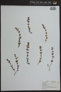 Scutellaria parvula image