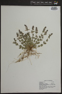 Scutellaria parvula image