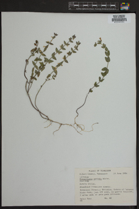 Scutellaria parvula image