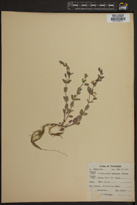 Scutellaria parvula image