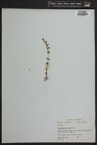 Scutellaria parvula image