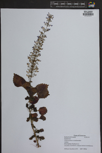 Solenostemon scutellarioides image