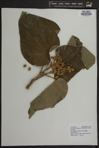 Paulownia tomentosa image