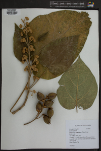 Paulownia tomentosa image