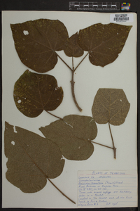 Paulownia tomentosa image