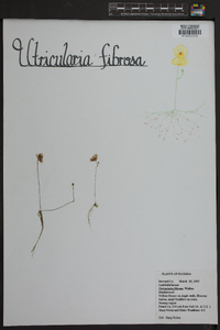 Utricularia gibba image