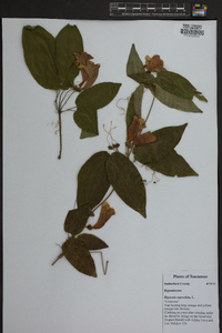 Bignonia capreolata image