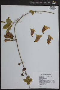 Bignonia capreolata image