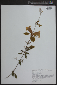 Bignonia capreolata image