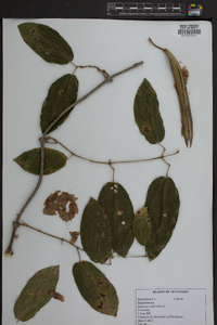 Bignonia capreolata image