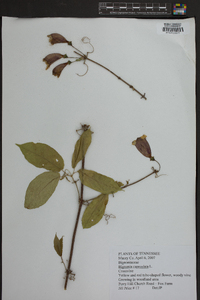 Bignonia capreolata image