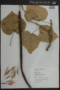 Catalpa bignonioides image