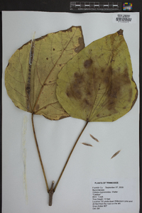 Catalpa bignonioides image