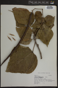 Catalpa speciosa image