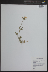 Verbena canadensis image