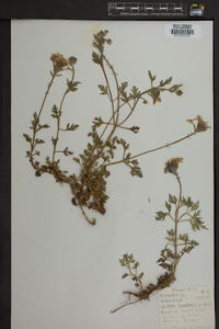 Verbena canadensis image