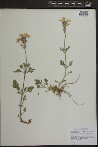 Verbena canadensis image