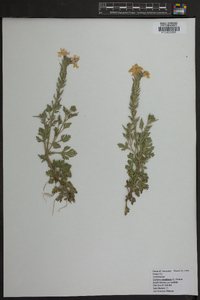 Verbena canadensis image