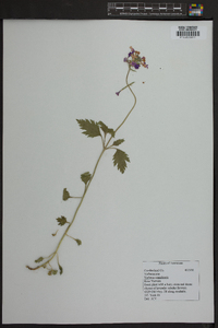 Verbena canadensis image