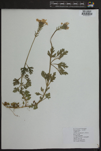 Verbena canadensis image