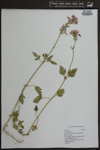 Verbena canadensis image