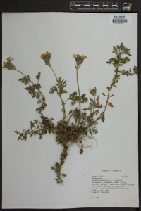 Verbena canadensis image