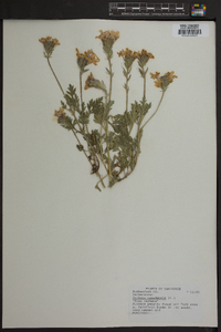 Verbena canadensis image