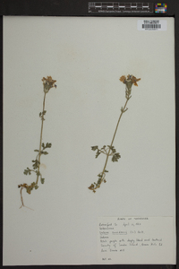 Verbena canadensis image