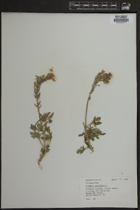 Verbena canadensis image